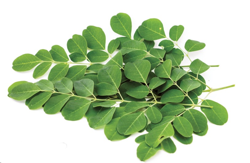 Moringa Dalam Bahasa Melayu