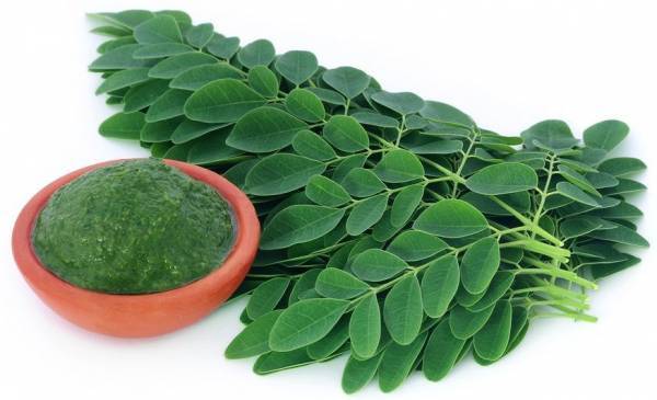 kebaikkan moringa untuk kesihatan