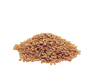 Wheat B-Glucan